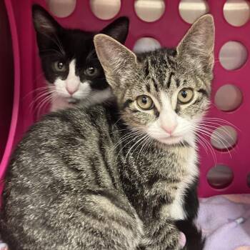 Billi Jean -  Domestic Short Hair Cat for Adoption in Keizer, Oregon - Billi Jean | PetCurious