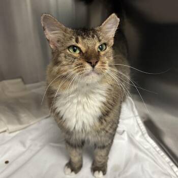 Mazie -  Domestic Medium Hair Cat for Adoption in Jupiter, Florida - Mazie | PetCurious