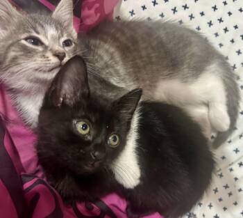 Domestic Short Hair and Bombay Cats Available for Adoption in Homestead, Florida - Sneakers Sue &Wee Truffle Bonded | PetCurious