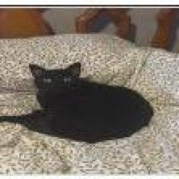 Brigsby -  Domestic Short Hair Cat for Adoption in Pasadena, California - Brigsby | PetCurious