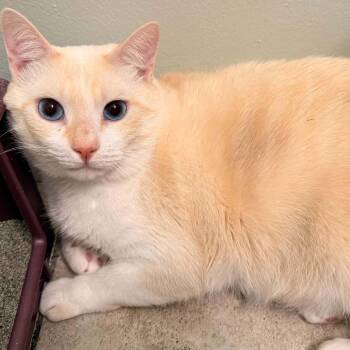 Olaf -  Siamese Cat for Adoption - Olaf | PetCurious