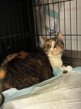 Goldie -  Domestic Short Hair Cat for Adoption in Cincinnati, Ohio - Goldie | PetCurious