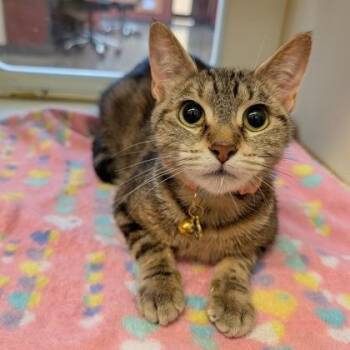 Ember -  Domestic Short Hair Cat for Adoption in Rochester, Minnesota - Ember | PetCurious