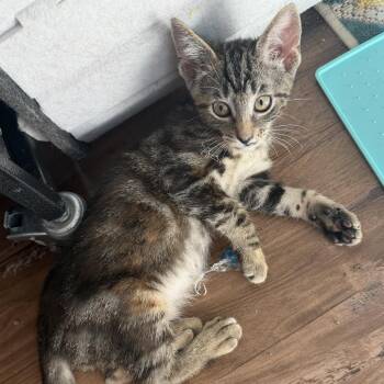 Katrina -  Domestic Medium Hair Cat for Adoption in Denison, Texas - Katrina | PetCurious
