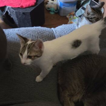 Joseph -  American Shorthair Cat for Adoption in Mount Vernon, Arkansas - Joseph | PetCurious