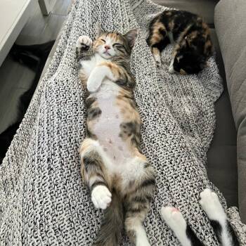 Brie -  Domestic Short Hair Cat for Adoption in Fort Lauderdale, Florida - Brie | PetCurious