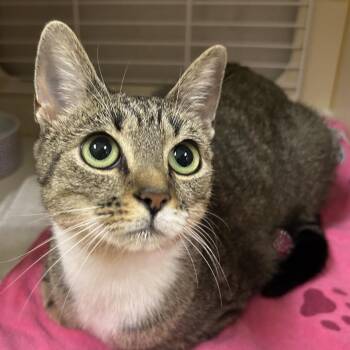 Rosie -  Domestic Short Hair Cat for Adoption in Wilmington, Delaware - Rosie | PetCurious