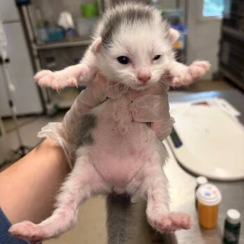Snuggy -  Domestic Medium Hair Cat for Adoption in Charleston, West Virginia - Snuggy | PetCurious