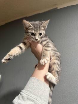 American Shorthair Cats Available for Adoption - Cleopatra | PetCurious