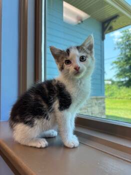Rescue Domestic Short Hair Cats for Adoption in Little Rock, Arkansas - Penny | PetCurious