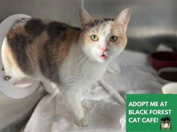 Domestic Short Hair Cats Available for Adoption - STELLA | PetCurious