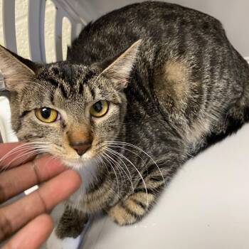 Peanuts-30740 -  Domestic Short Hair Cat for Adoption in Memphis, Tennessee - Peanuts-30740 | PetCurious