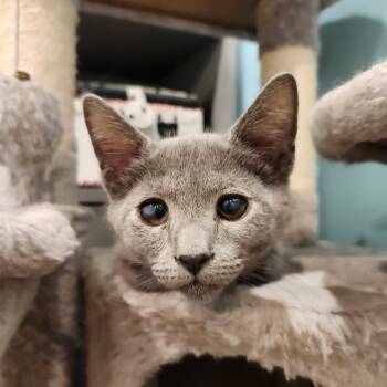 Rescue Domestic Short Hair Cats for Adoption in Abingdon, Maryland - 0925-115 Stardust | PetCurious