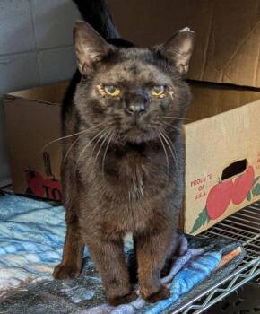 Milano -  Domestic Short Hair Cat for Adoption in Ocala, Florida - Milano | PetCurious