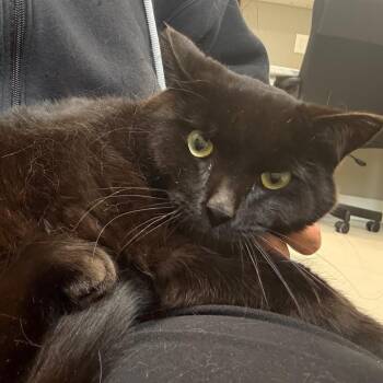 Domestic Short Hair Cats Available for Adoption in Puslinch, Ontario - Scorpio | PetCurious