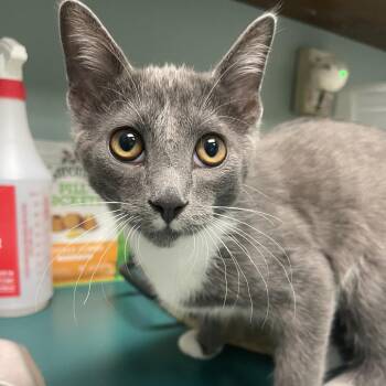 Richard -  Domestic Short Hair Cat for Adoption in Lenexa, Kansas - Richard | PetCurious
