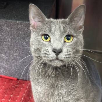Domestic Short Hair Cats Available for Adoption in League City, Texas - Ash | PetCurious