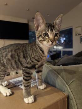 Domestic Short Hair Cats Available for Adoption - Lucy | PetCurious