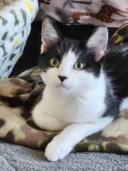 Domestic Short Hair Cats Available for Adoption - Tom | PetCurious