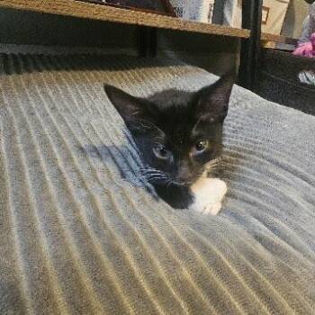 Frieda -  Tuxedo Cat for Adoption in Baldwin, Maryland - Frieda | PetCurious