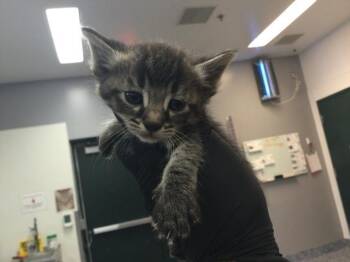 Domestic Short Hair Cats Available for Adoption in Thousand Palms, California - REUBEN | PetCurious