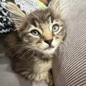 Figgy -  Domestic Medium Hair Cat Available for Adoption in Palmetto Bay, Florida - Figgy | PetCurious