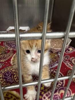 A186089 -  Domestic Long Hair and Domestic Short Hair Cat for Adoption in Pasadena, Texas - A186089 | PetCurious