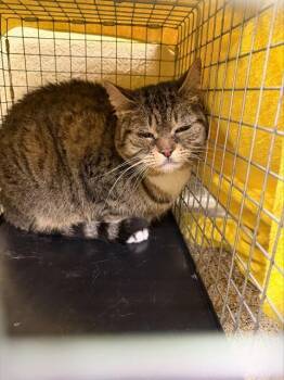 DOLLY -  Domestic Short Hair Cat for Adoption in Fort Myers, Florida - DOLLY | PetCurious
