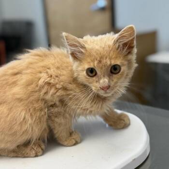 Popcorn -  Domestic Medium Hair Cat for Adoption in Watertown, New York - Popcorn | PetCurious