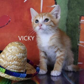 Vicky -  Domestic Short Hair Cat for Adoption in Kanab, Utah - Vicky | PetCurious