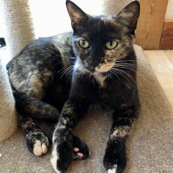 Beauty -  Tortoiseshell Cat for Adoption in Ventura, California - Beauty | PetCurious