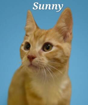 Sunny -  Domestic Short Hair Cat for Adoption in Rutherfordton, North Carolina - Sunny | PetCurious