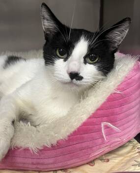 Dottie -  Domestic Short Hair Cat for Adoption in Johnston, Rhode Island - Dottie | PetCurious