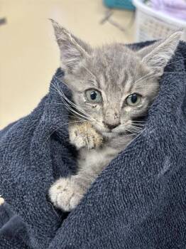 MILDRED -  Domestic Short Hair Cat for Adoption in Grand Prairie, Texas - MILDRED | PetCurious