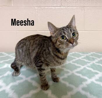 Rescue Domestic Short Hair Cats for Adoption in Clearfield, Kentucky - Meesha | PetCurious