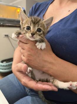 Domestic Short Hair Cats Available for Adoption in Camden, South Carolina - Tomahawk (Available For Pre-adoption) | PetCurious