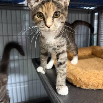 Harper -  Domestic Short Hair Cat for Adoption in Albemarle, North Carolina - Harper | PetCurious