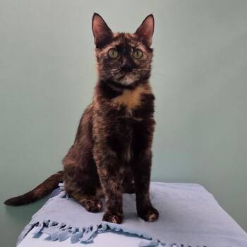 Masa -ABBY Mr Pets -  Domestic Short Hair Cat for Adoption in Chilliwack, British Columbia - Masa -ABBY Mr Pets | PetCurious
