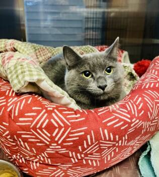 Rescue Domestic Short Hair Cats for Adoption in Indiana, Pennsylvania - June Bug | PetCurious