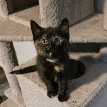 Rescue Domestic Medium Hair Cats for Adoption in Fort Worth, Texas - Dahlia | PetCurious
