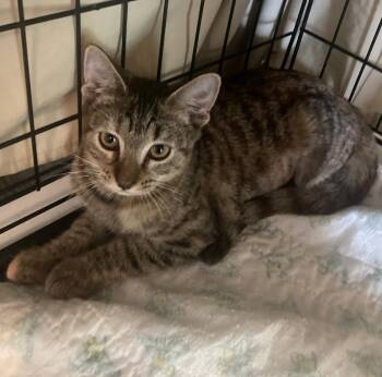 Mini Kelly -  Domestic Short Hair Cat for Adoption in INDN HBR BCH, Florida - Mini Kelly | PetCurious