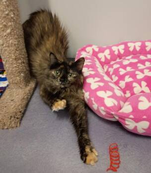 Sophia -  Domestic Long Hair and Tortoiseshell Cat for Adoption in Rockford, Illinois - Sophia | PetCurious