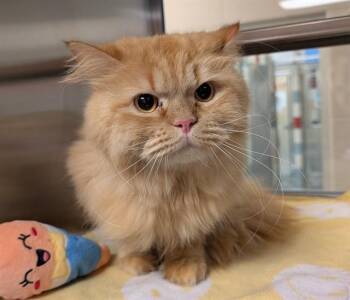 Persian Cats Available for Adoption in Plano, Texas - Toby A215758 | PetCurious
