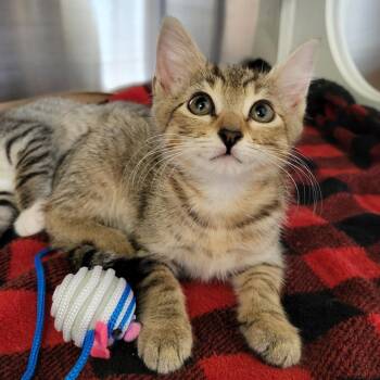 Domestic Short Hair Cats Available for Adoption in Lake Panasoffkee, Florida - Peach | PetCurious