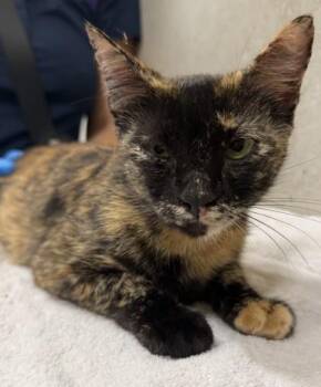 Lizford -  Domestic Short Hair Cat for Adoption in Honolulu, Hawaii - Lizford | PetCurious
