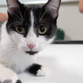 Eve -  Domestic Short Hair Cat for Adoption in Canton, Illinois - Eve | PetCurious