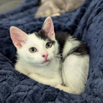 Sora -  Domestic Short Hair Cat for Adoption in Westminster, California - Sora | PetCurious
