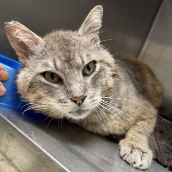 Bertram -  Domestic Short Hair Cat for Adoption in Oakland, California - Bertram | PetCurious