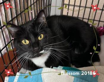 BLOSSOM (see BUTTERCUP&BUBBLES) -  Domestic Short Hair Cat for Adoption in Marietta, Georgia - BLOSSOM (see BUTTERCUP&BUBBLES) | PetCurious