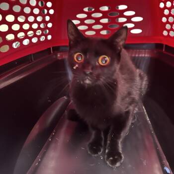 Lovely -  Domestic Short Hair Cat for Adoption in Newark, New Jersey - Lovely | PetCurious